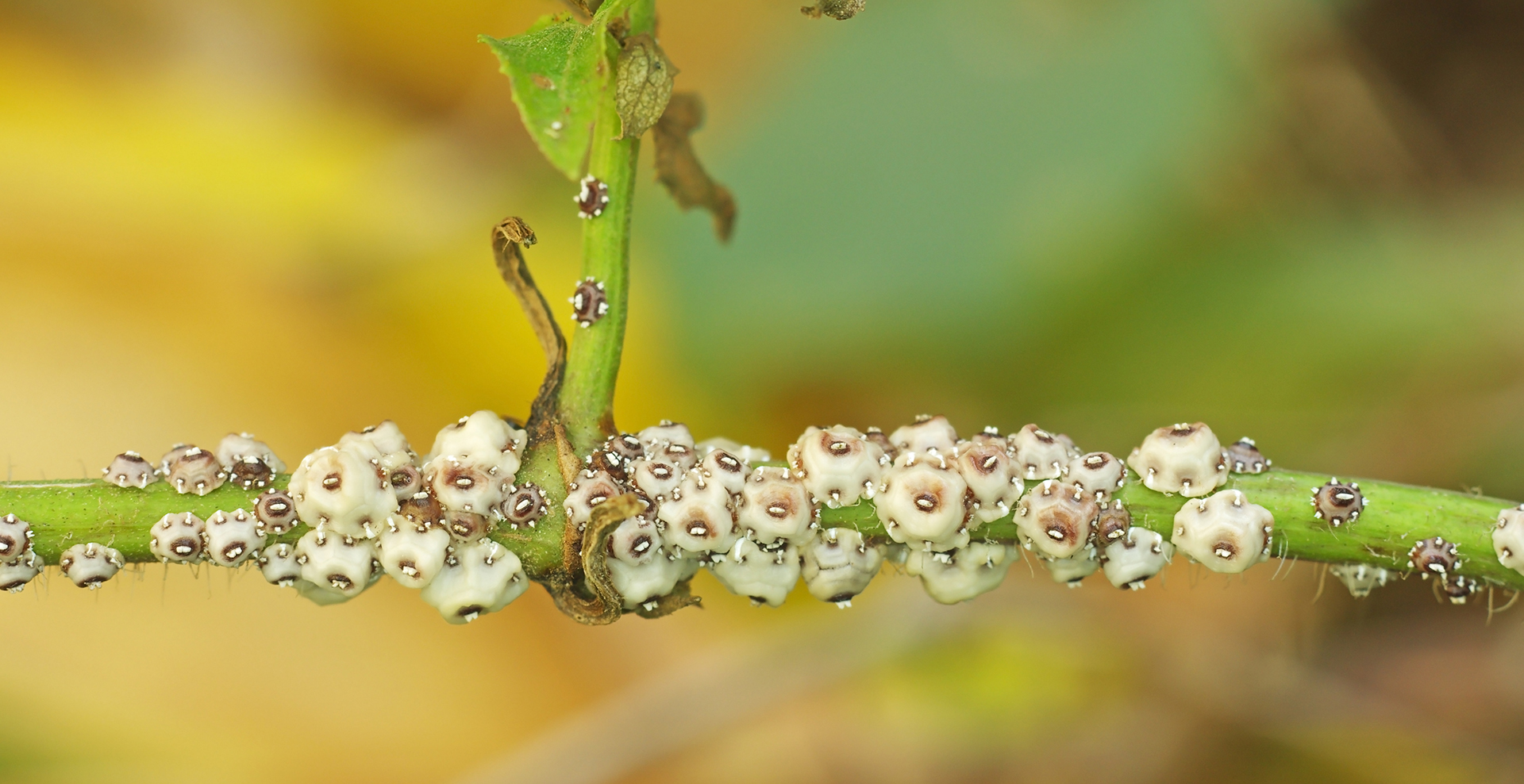 Plant Scale, How to Get Rid of Scale on Plants Trifecta