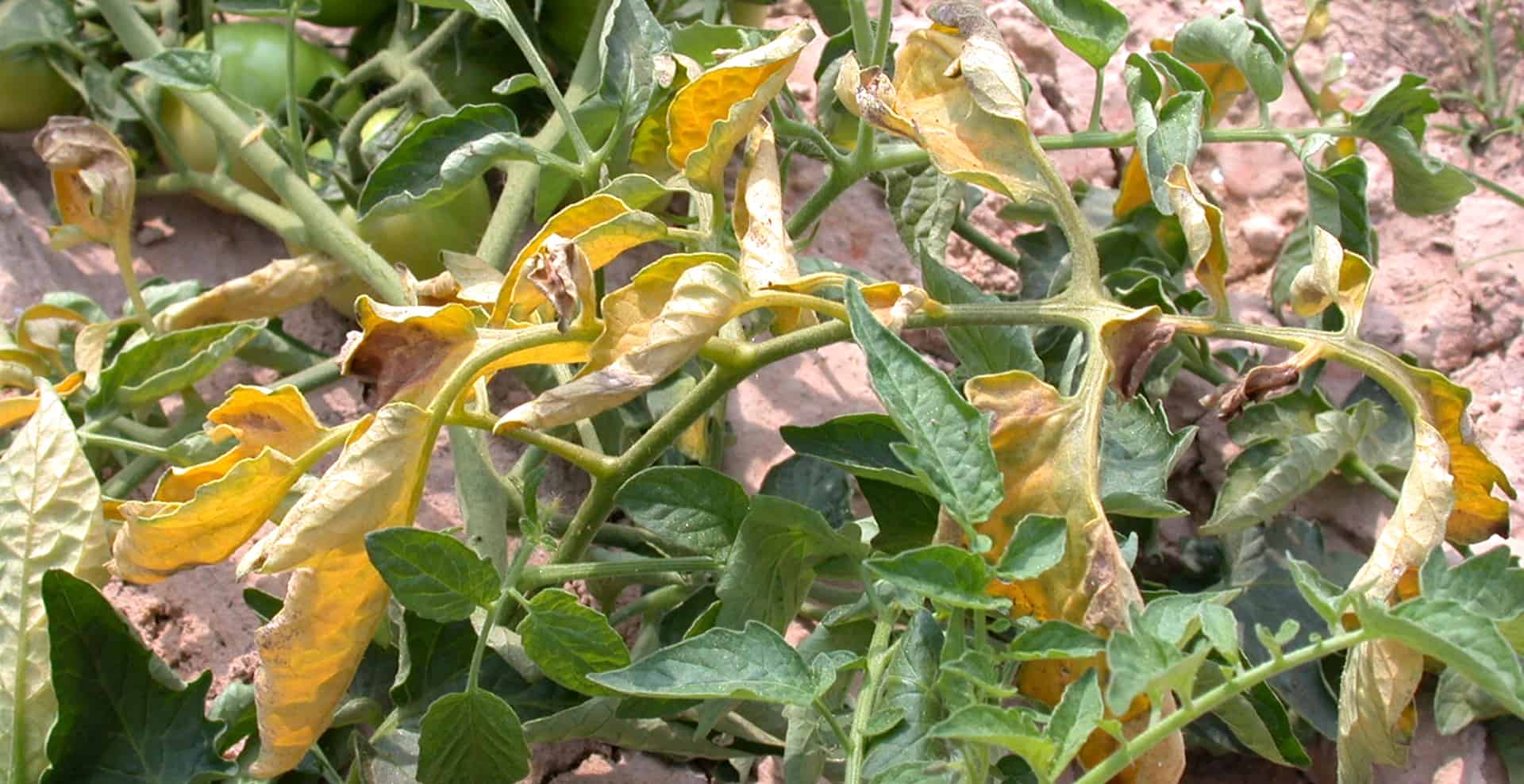 Fusarium Wilt, Treatment and Prevention Trifecta Natural